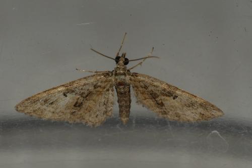 Réf. 281 699 : Eupithecia dodoneata